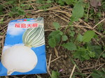 桜島大根幼株2011.11.9.jpg
