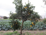 甘夏2011.12.27.jpg