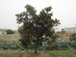 甘夏2014.2.26.jpg
