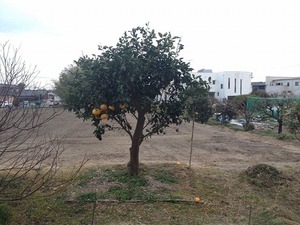 甘夏2019.1.11.jpg