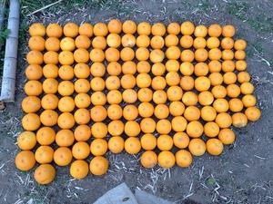 甘夏収穫2017.4.3.jpg