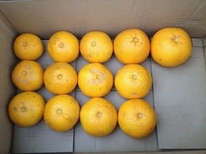 甘夏収穫2019.1.11.jpg