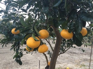 甘夏実2019.1.11.jpg