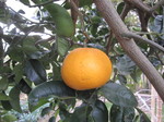 甘夏果実2012.3.20.jpg