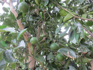 甘夏果実2012.8.13.jpg
