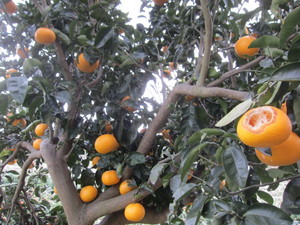 甘夏果実2013.3.2.jpg