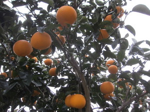 甘夏果実2014.2.26.jpg