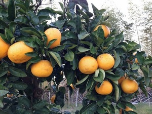 甘夏果実2018.4.3.jpg