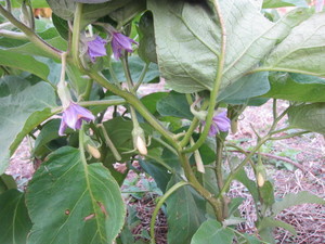 白ナス花実2012.11.13.jpg