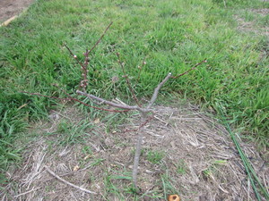 白鳳2013.3.30.jpg