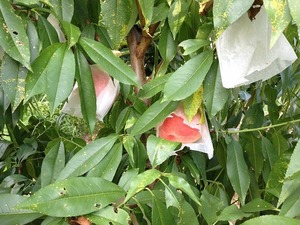 白鳳2017.7.20.jpg