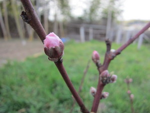 白鳳蕾2013.3.30.jpg