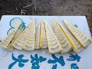 穂先2020.4.28.jpg