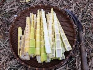 穂先タケノコ2018.5.5.jpg