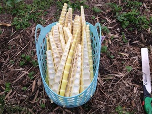 穂先タケノコ収穫2019.5.6.jpg
