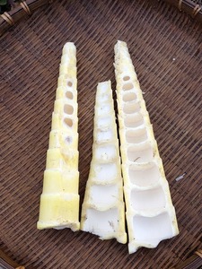 穂先中身2018.5.5.jpg