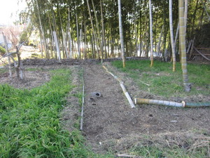 竹林2013.2.21.jpg