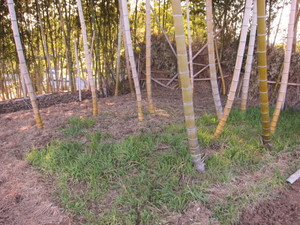 竹林2013.3.21.jpg