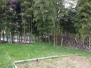 竹林2017.4.13.jpg