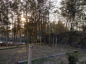 竹林2018.3.4.jpg