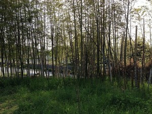 竹林2018.5.5.jpg