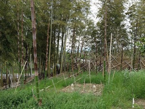 竹林2019.5.6.jpg