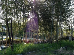 竹林2020.4.28.jpg
