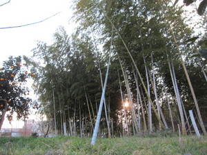 竹棒2013.2.11.jpg