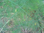 紫アスパラ花2010.10.13.JPG