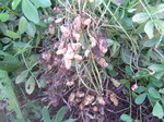 Ԑ2010.11.5.JPG