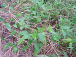 謎の雑草2010.9.24.JPG