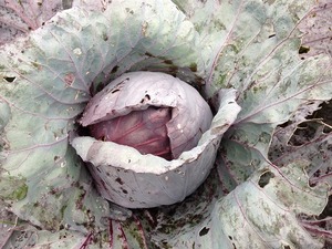 赤キャベツ2018.6.18.jpg
