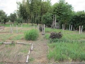 野菜栽培ゾーン2013.9.14.jpg