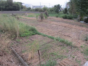 野菜栽培ゾーン2014.10.3.jpg