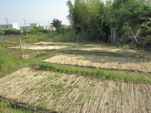 野菜栽培ゾーン2014.5.29.jpg