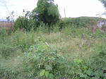 雑草2010.9.24.JPG