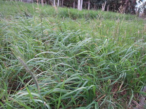 麦2013.10.30.jpg