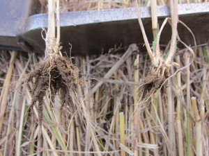 麦根っこ2013.6.17.jpg