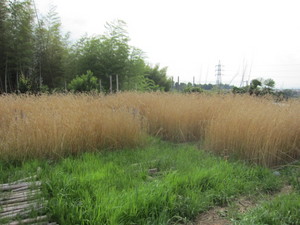 麦畑2013.6.17.jpg