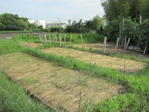 麦畑2013.7.6.jpg