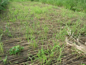 麦発芽2013.7.6.jpg