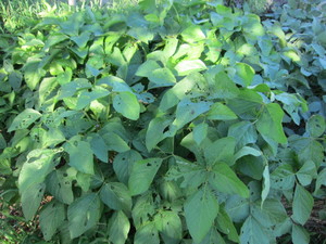 2012.8.25.jpg