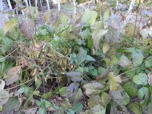 X2012.11.16.jpg