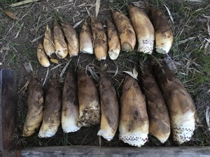 IMG_1963.JPEG