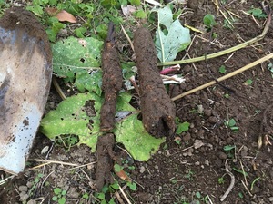 IMG_2973.JPG