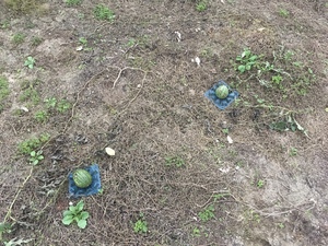 IMG_8229.JPG